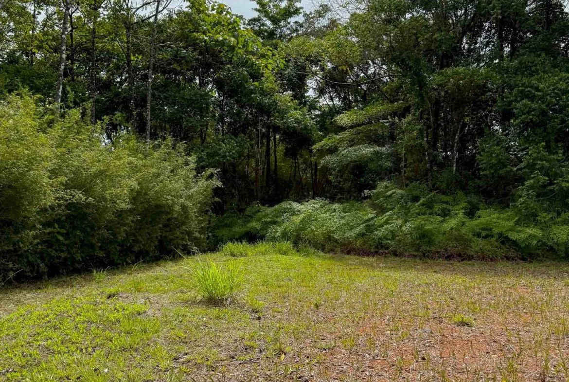 JUNGLE PROPERTY WITH MOUNTAIN VIEWS, IN DOMINICALITO – 1.2 ACRES, photo 16