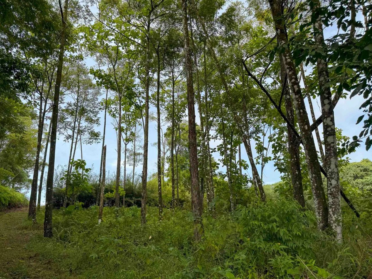 JUNGLE PROPERTY WITH MOUNTAIN VIEWS, IN DOMINICALITO – 1.2 ACRES, photo 17