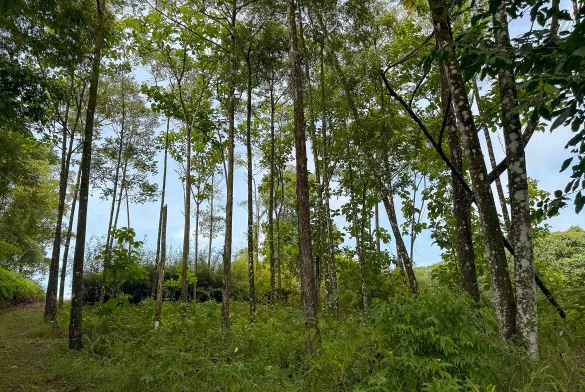 JUNGLE PROPERTY WITH MOUNTAIN VIEWS, IN DOMINICALITO – 1.2 ACRES, photo 18