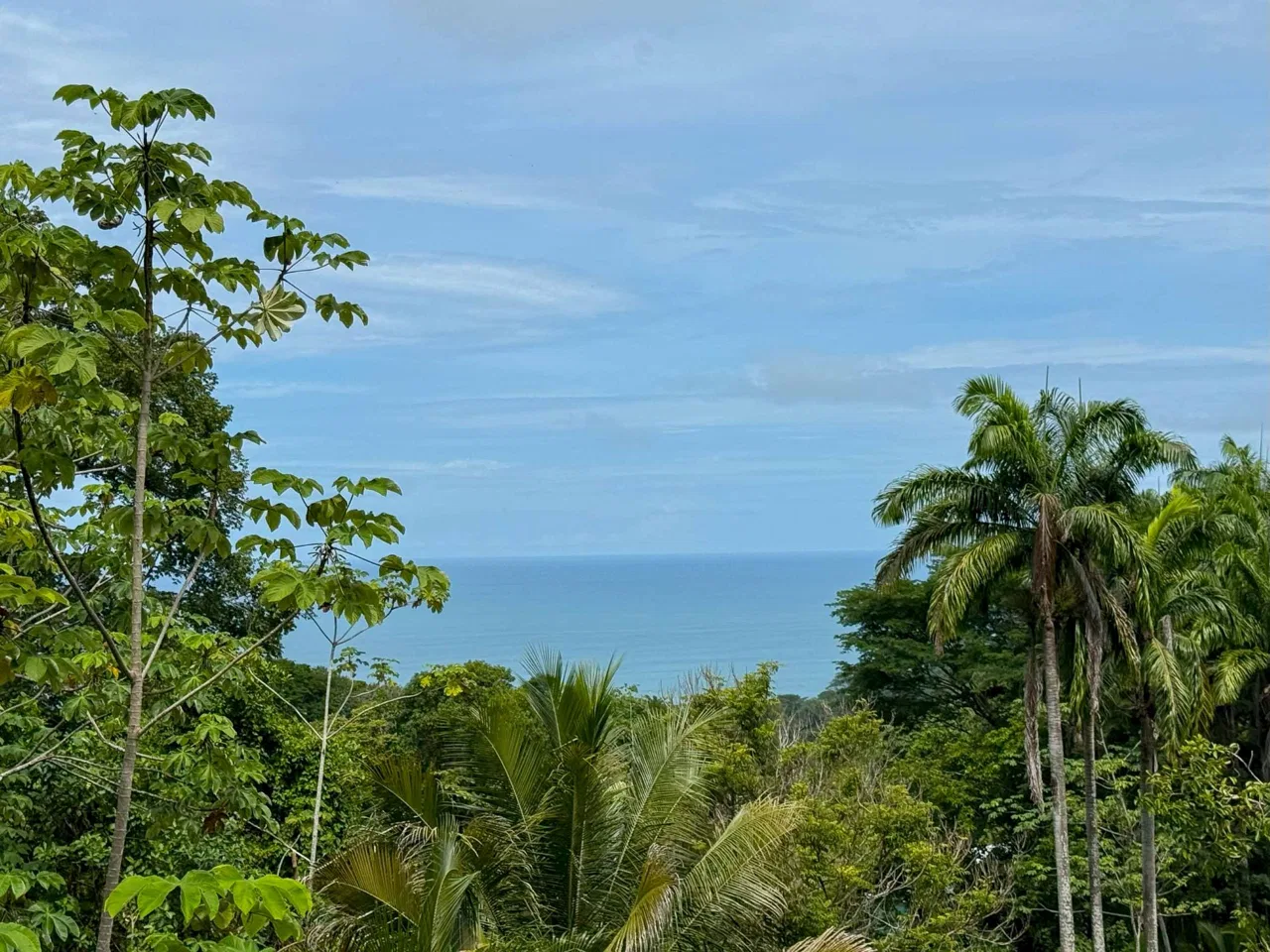 JUNGLE PROPERTY WITH MOUNTAIN VIEWS, IN DOMINICALITO – 1.2 ACRES, photo 21