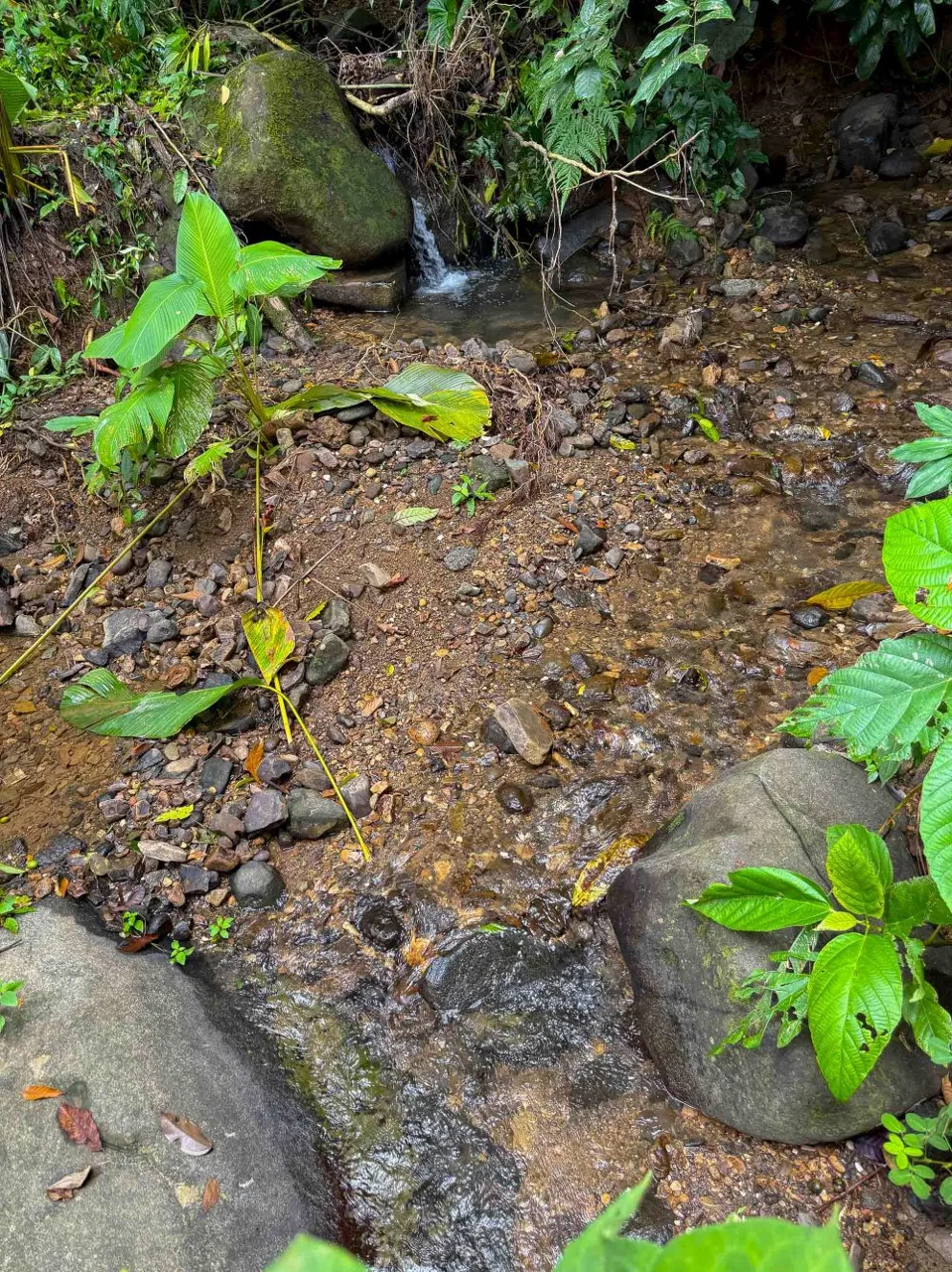 JUNGLE PROPERTY WITH MOUNTAIN VIEWS, IN DOMINICALITO – 1.2 ACRES, photo 23
