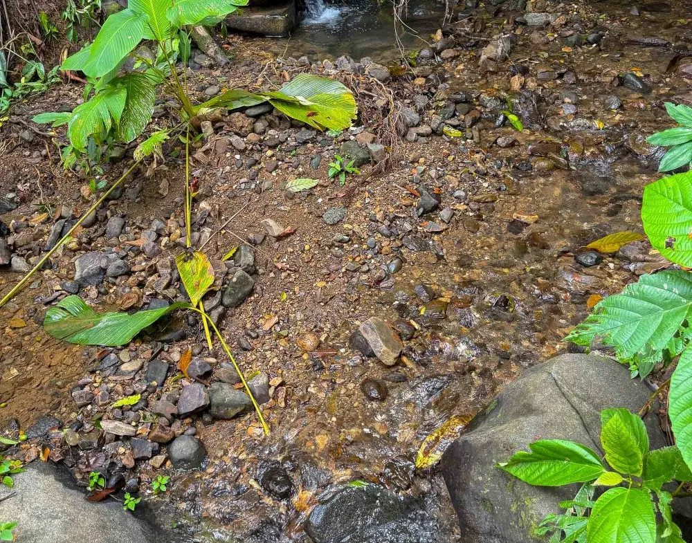 JUNGLE PROPERTY WITH MOUNTAIN VIEWS, IN DOMINICALITO – 1.2 ACRES, photo 24
