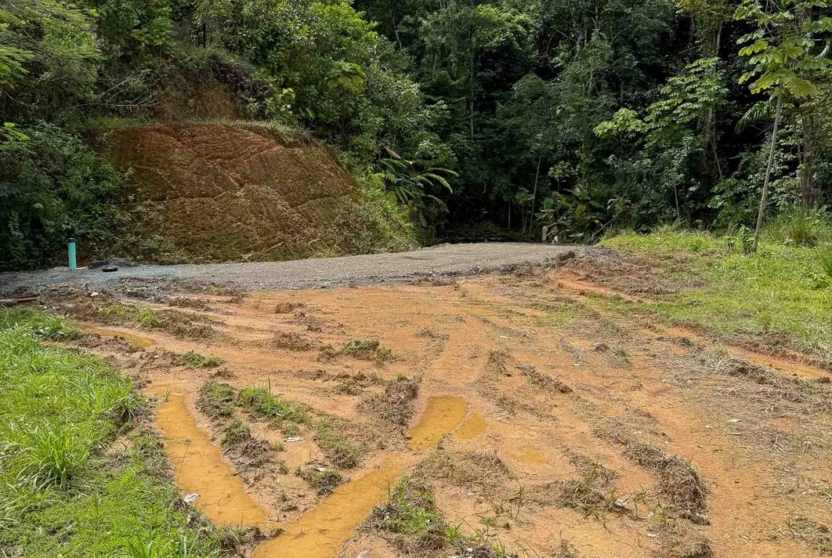 JUNGLE PROPERTY WITH MOUNTAIN VIEWS, IN DOMINICALITO – 1.2 ACRES, photo 4