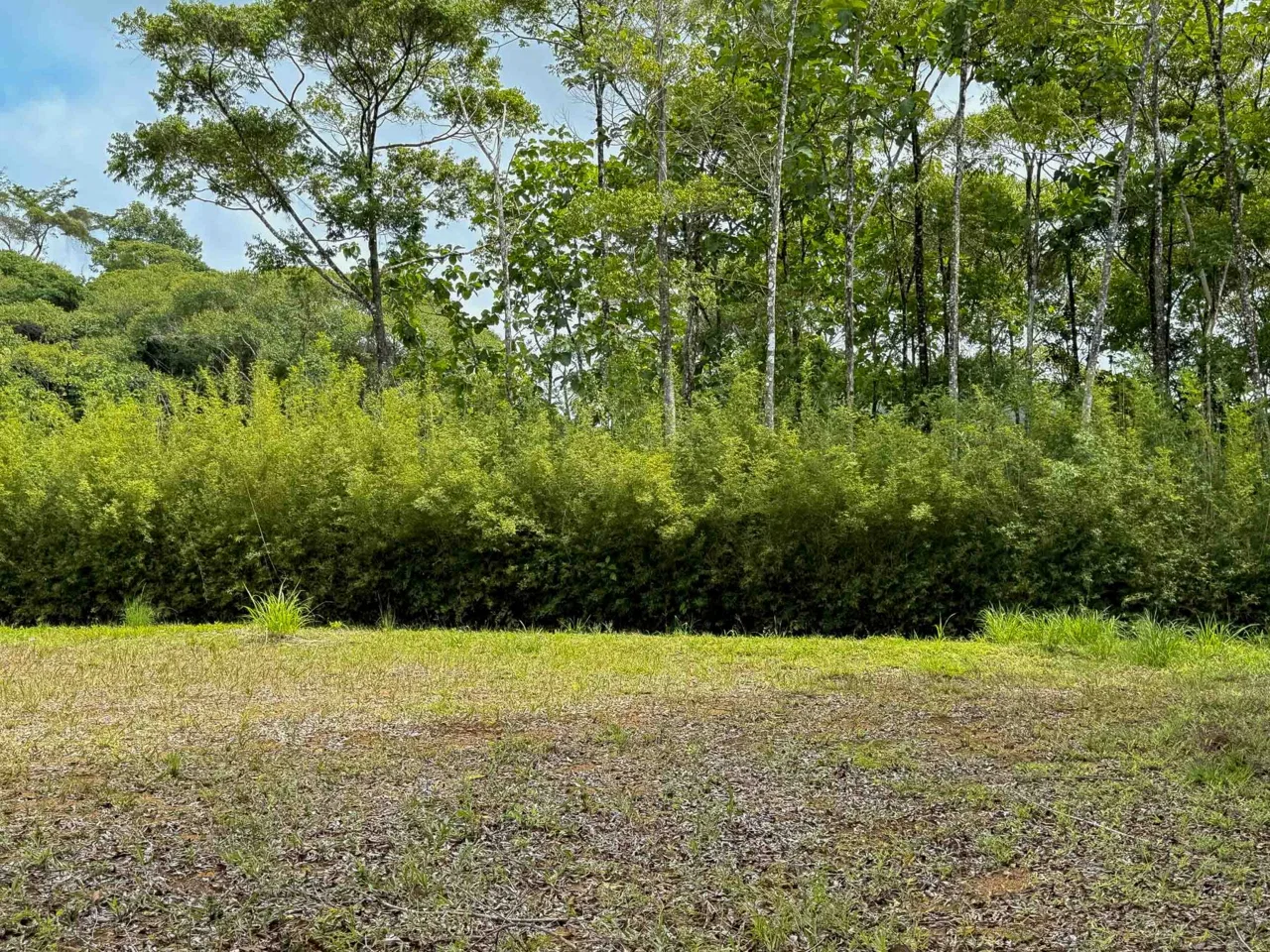 JUNGLE PROPERTY WITH MOUNTAIN VIEWS, IN DOMINICALITO – 1.2 ACRES, photo 5
