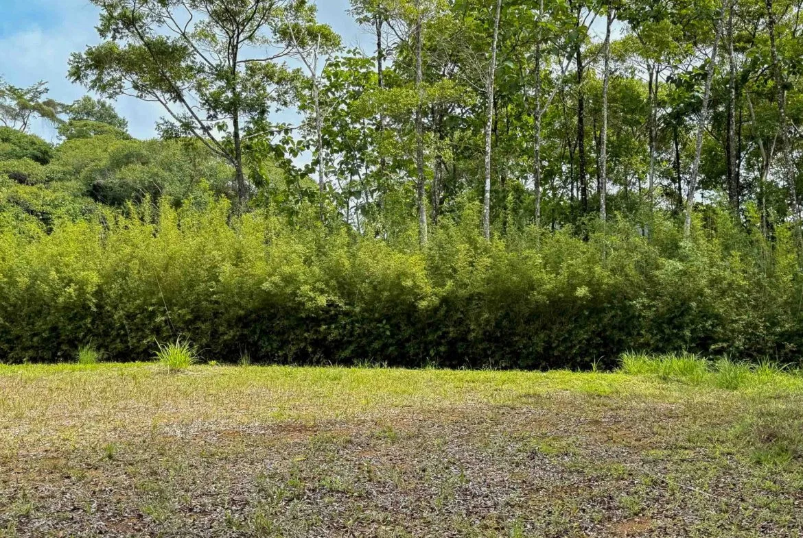 JUNGLE PROPERTY WITH MOUNTAIN VIEWS, IN DOMINICALITO – 1.2 ACRES, photo 6