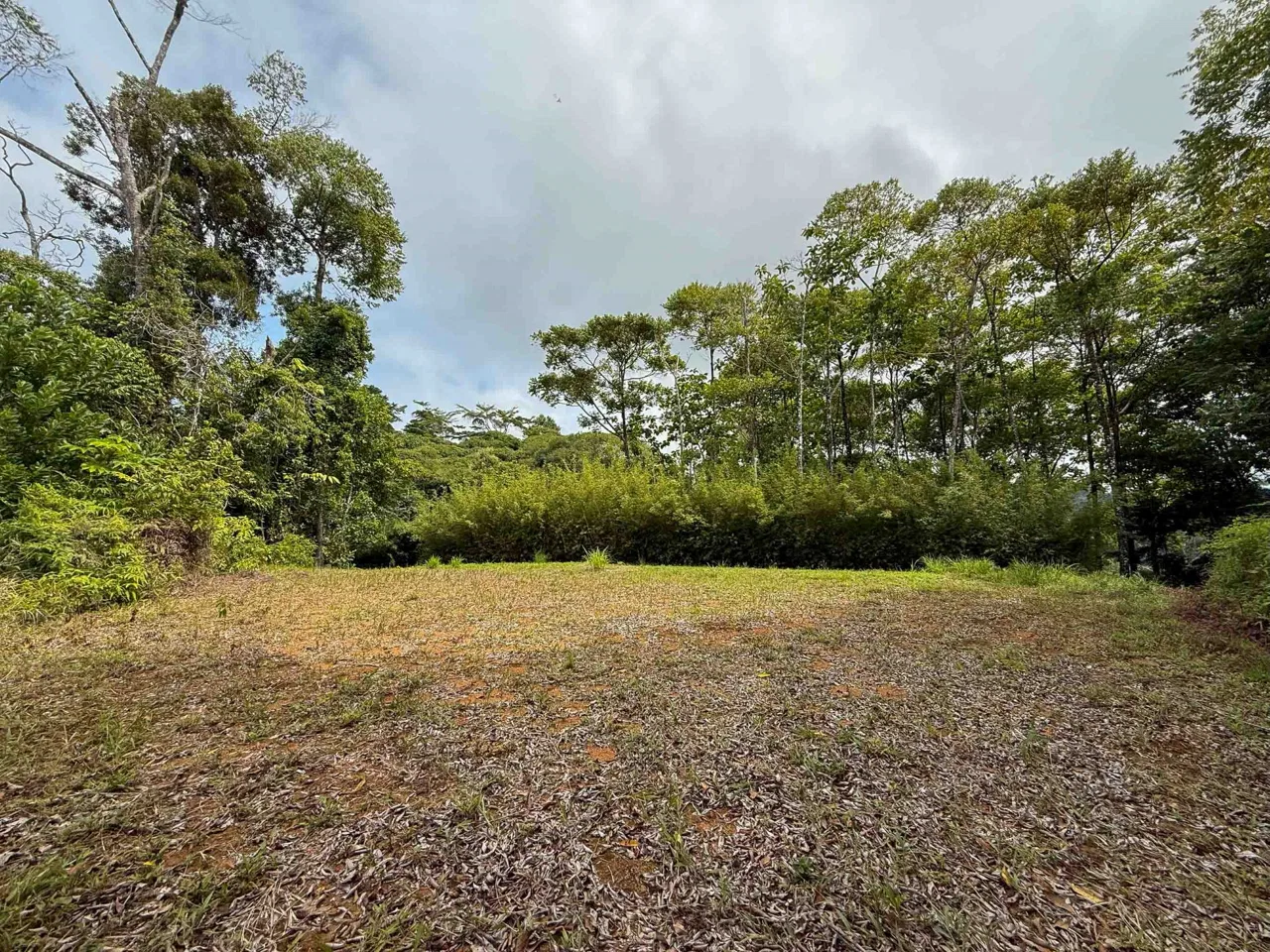 JUNGLE PROPERTY WITH MOUNTAIN VIEWS, IN DOMINICALITO – 1.2 ACRES, photo 7