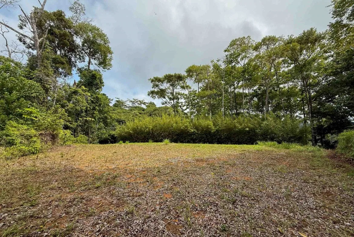 JUNGLE PROPERTY WITH MOUNTAIN VIEWS, IN DOMINICALITO – 1.2 ACRES, photo 8