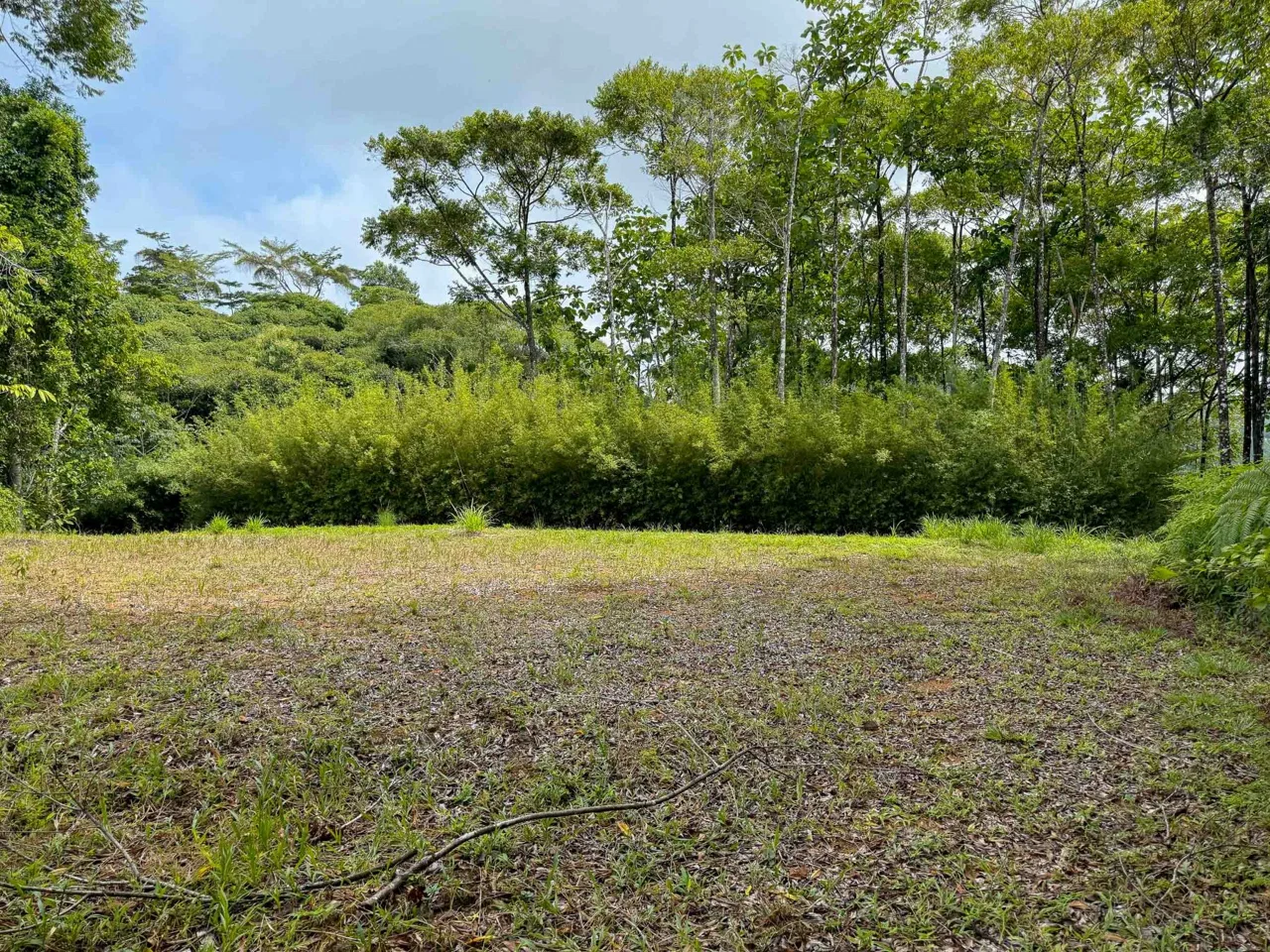 JUNGLE PROPERTY WITH MOUNTAIN VIEWS, IN DOMINICALITO – 1.2 ACRES, photo 9