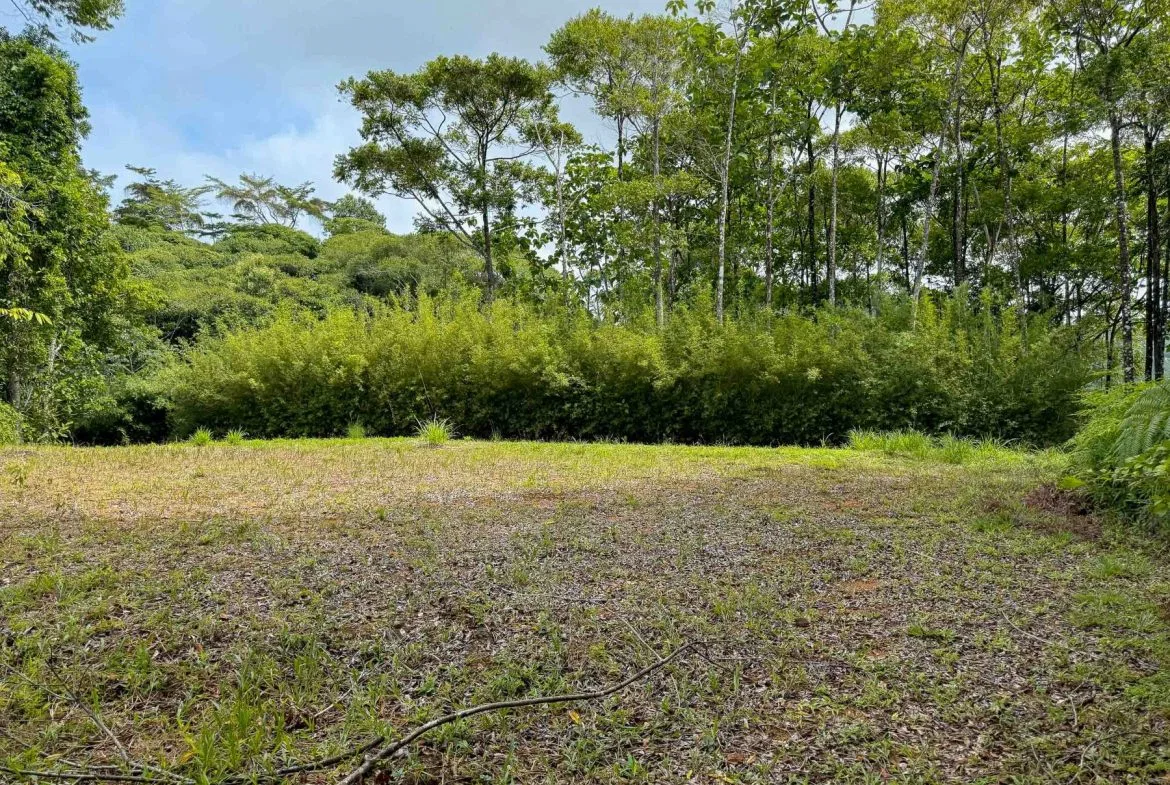 JUNGLE PROPERTY WITH MOUNTAIN VIEWS, IN DOMINICALITO – 1.2 ACRES, photo 10