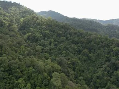 177.8 Acres Of Coastal Mountain Forested Land, photo 2