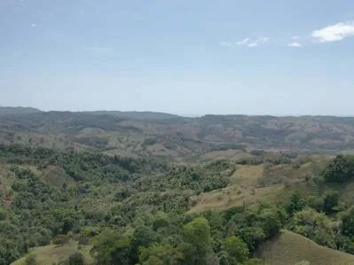 177.8 Acres Of Coastal Mountain Forested Land, photo 5