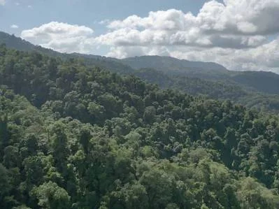 177.8 Acres Of Coastal Mountain Forested Land, photo 6