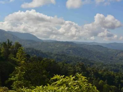 177.8 Acres Of Coastal Mountain Forested Land, photo 10