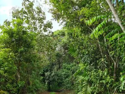 Venta lindo lote en Platanillo - Pérez Zeledón, photo 5