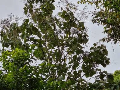Venta lindo lote en Platanillo - Pérez Zeledón, photo 6