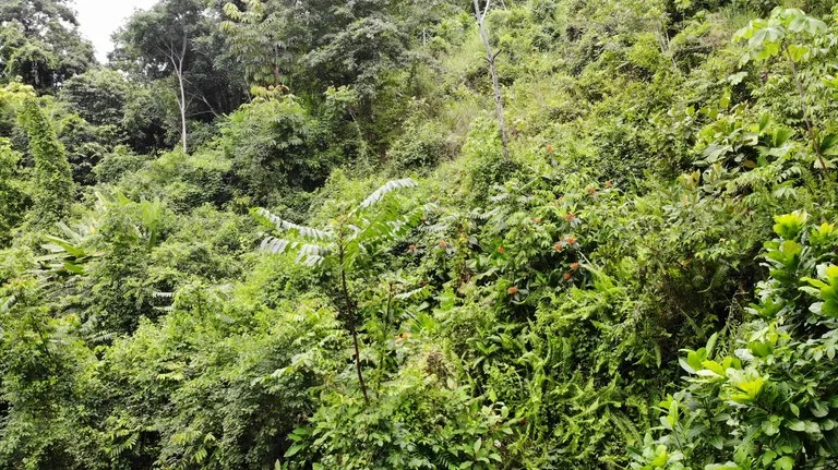 Exquisite Jungle property with Ocean View | Gated Community in Ojochal, photo 13