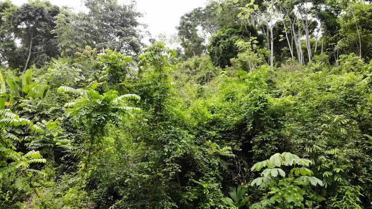 Exquisite Jungle property with Ocean View | Gated Community in Ojochal, photo 3