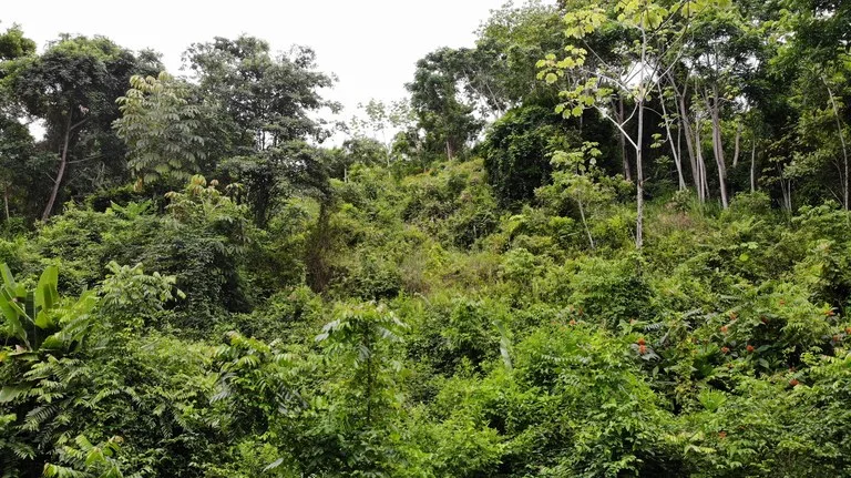 Exquisite Jungle property with Ocean View | Gated Community in Ojochal, photo 4