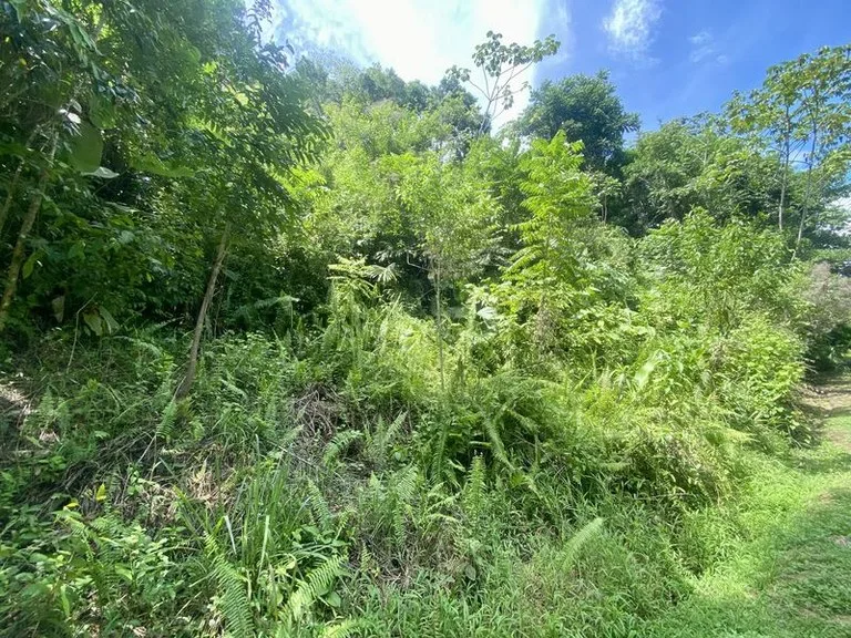 Exquisite Jungle property with Ocean View | Gated Community in Ojochal, photo 7