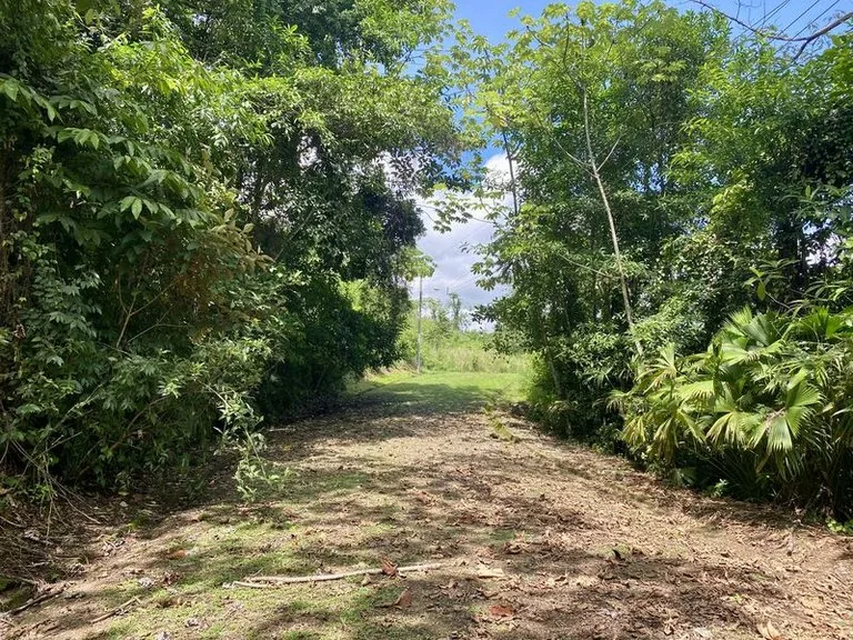 Exquisite Jungle property with Ocean View | Gated Community in Ojochal, photo 8