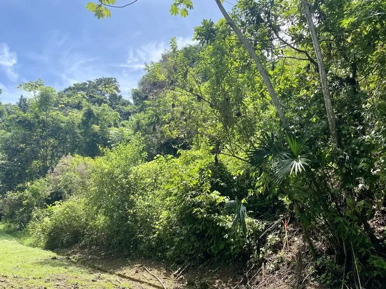Exquisite Jungle property with Ocean View | Gated Community in Ojochal, photo 10