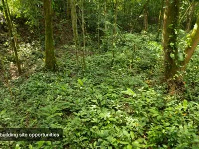 Exclusive Forest Lot in Cinco Ventanas,, photo 4