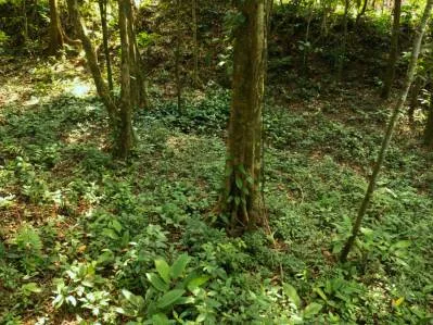 Exclusive Forest Lot in Cinco Ventanas,, photo 5