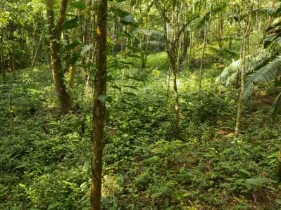 Exclusive Forest Lot in Cinco Ventanas,, photo 9