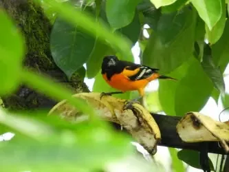 Hermosa propiedad de potreros, colinas, catarata con abundante naturaleza que incluye dos nacientes propias y un río ..., photo 2