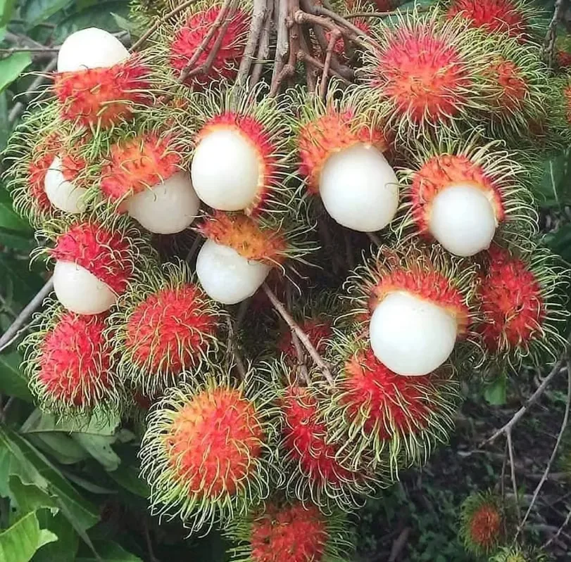 Hermosa propiedad de potreros, colinas, catarata con abundante naturaleza que incluye dos nacientes propias y un río ..., photo 16