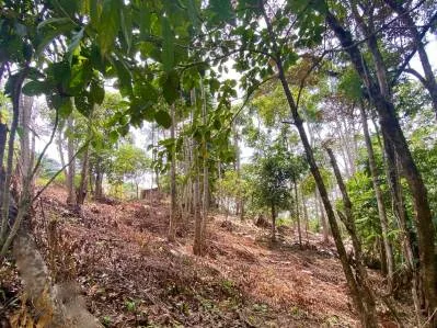 Paraíso tropical con arroyo abierto todo el año en Uvita, photo 10