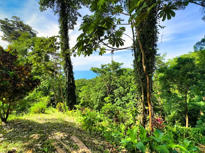 Land For Sale in Puerto Viejo, photo 4