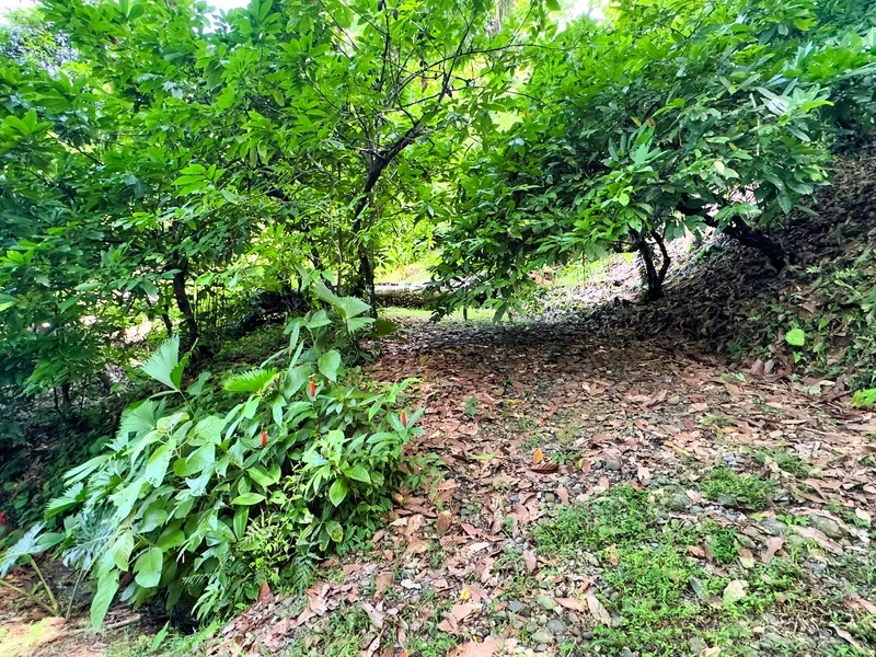 Land For Sale in Puerto Viejo, photo 7