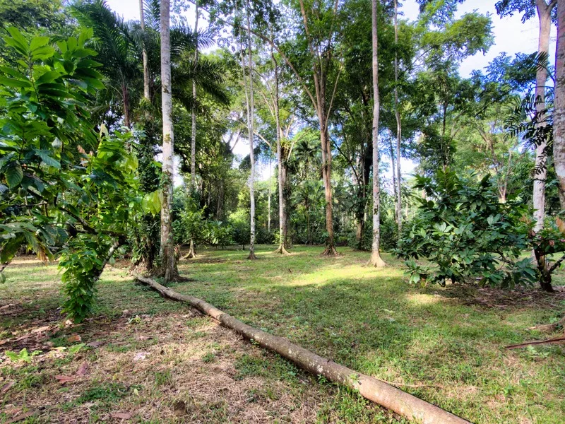 Land For Sale in Cahuita, photo 13