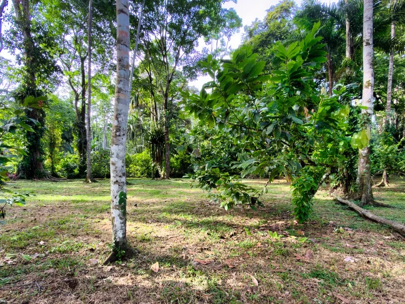 Land For Sale in Cahuita, photo 14