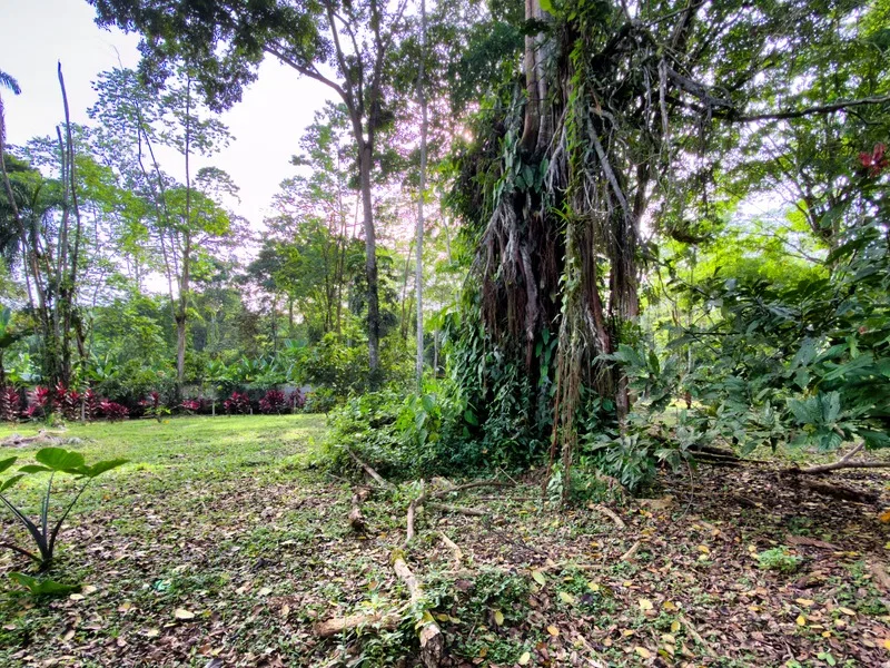 Land For Sale in Cahuita, photo 10
