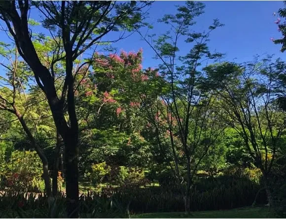 Venta de finca en Ciudad Colón con uso de suelo para construcción de Condominio-Urbanización., photo 3