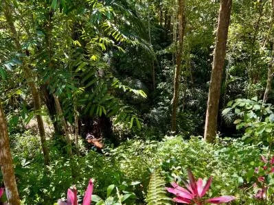 Oportunidad de negocio de ecolodge y casa de propietarios en 6 acres en Ojochal, photo 4