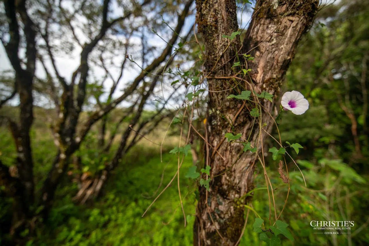 Origins Mineral: A Rare Landholding in Guanacaste’s Volcanic Highlands, photo 25