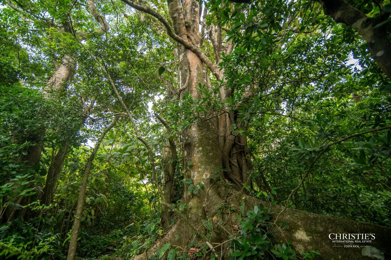 Origins Mineral: A Rare Landholding in Guanacaste’s Volcanic Highlands, photo 10