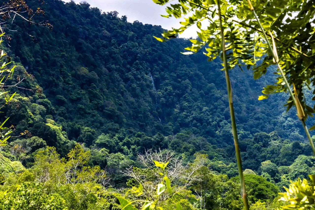 ABSOLUTELY FLAT JUNGLE LOT WITH MOUNTAIN VIEWS – DIAMANTE VALLEY – 2.48 ACRES