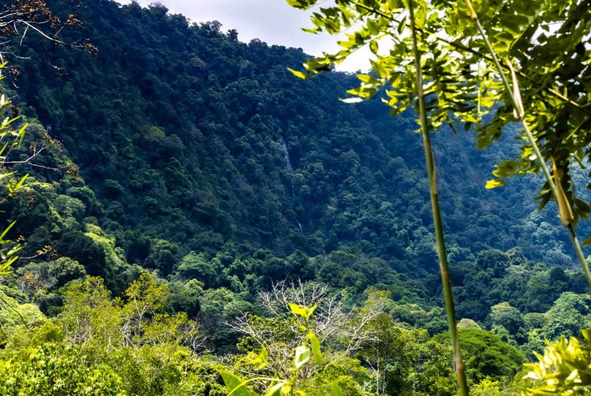 ABSOLUTELY FLAT JUNGLE LOT WITH MOUNTAIN VIEWS – DIAMANTE VALLEY – 2.48 ACRES, photo 2