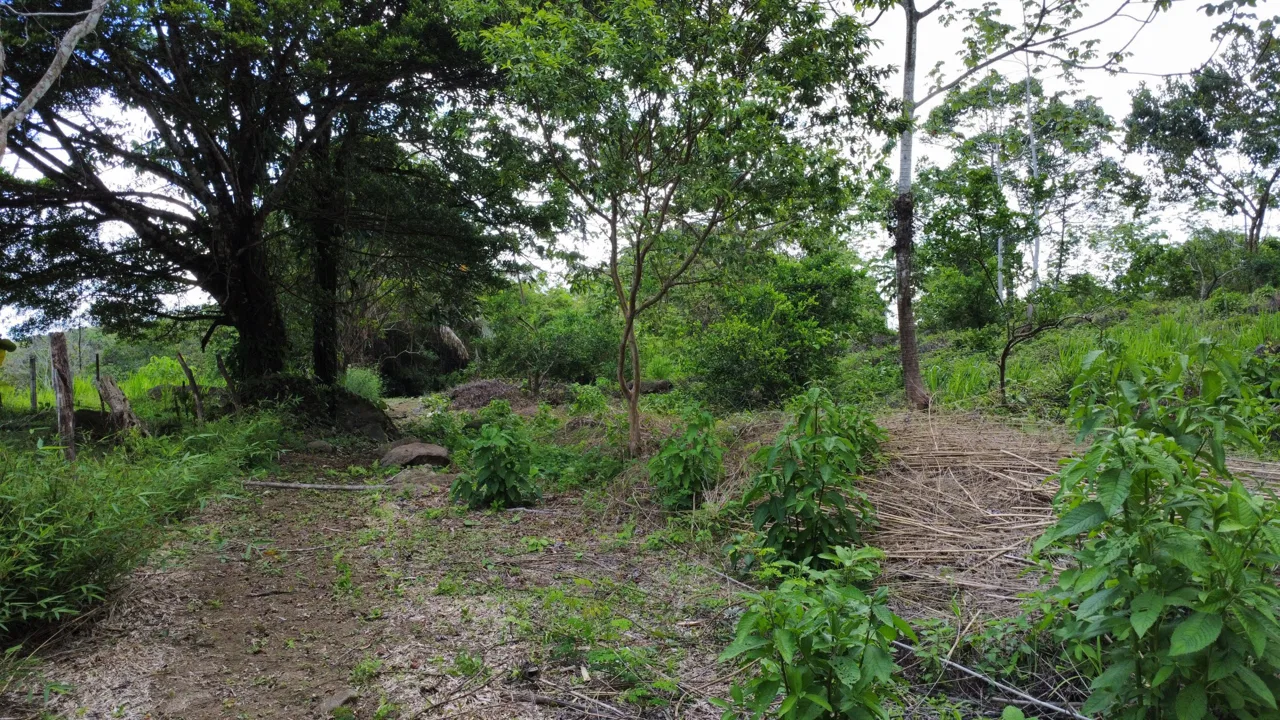 ABSOLUTELY FLAT JUNGLE LOT WITH MOUNTAIN VIEWS – DIAMANTE VALLEY – 2.48 ACRES, photo 11