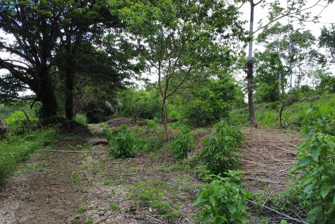 ABSOLUTELY FLAT JUNGLE LOT WITH MOUNTAIN VIEWS – DIAMANTE VALLEY – 2.48 ACRES, photo 12