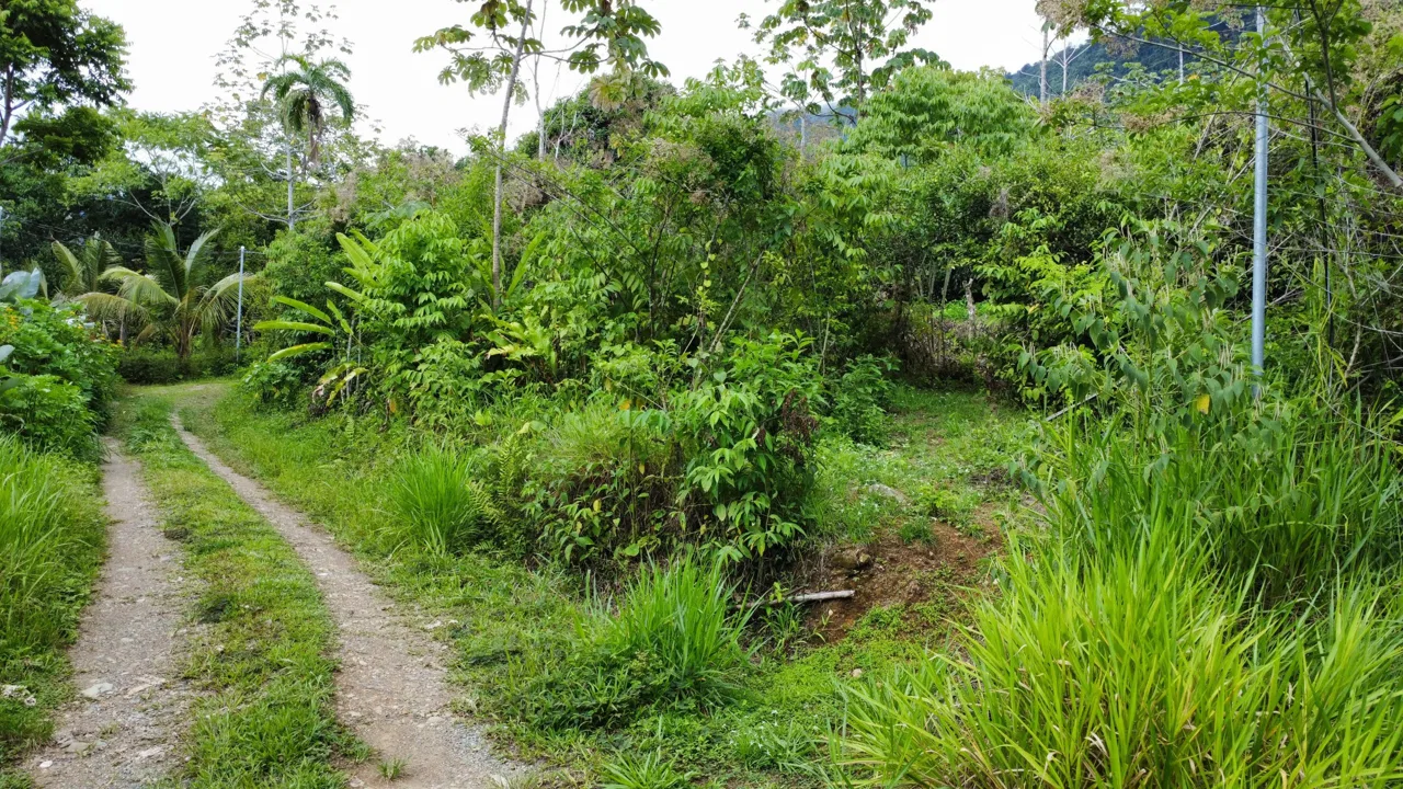 ABSOLUTELY FLAT JUNGLE LOT WITH MOUNTAIN VIEWS – DIAMANTE VALLEY – 2.48 ACRES, photo 15