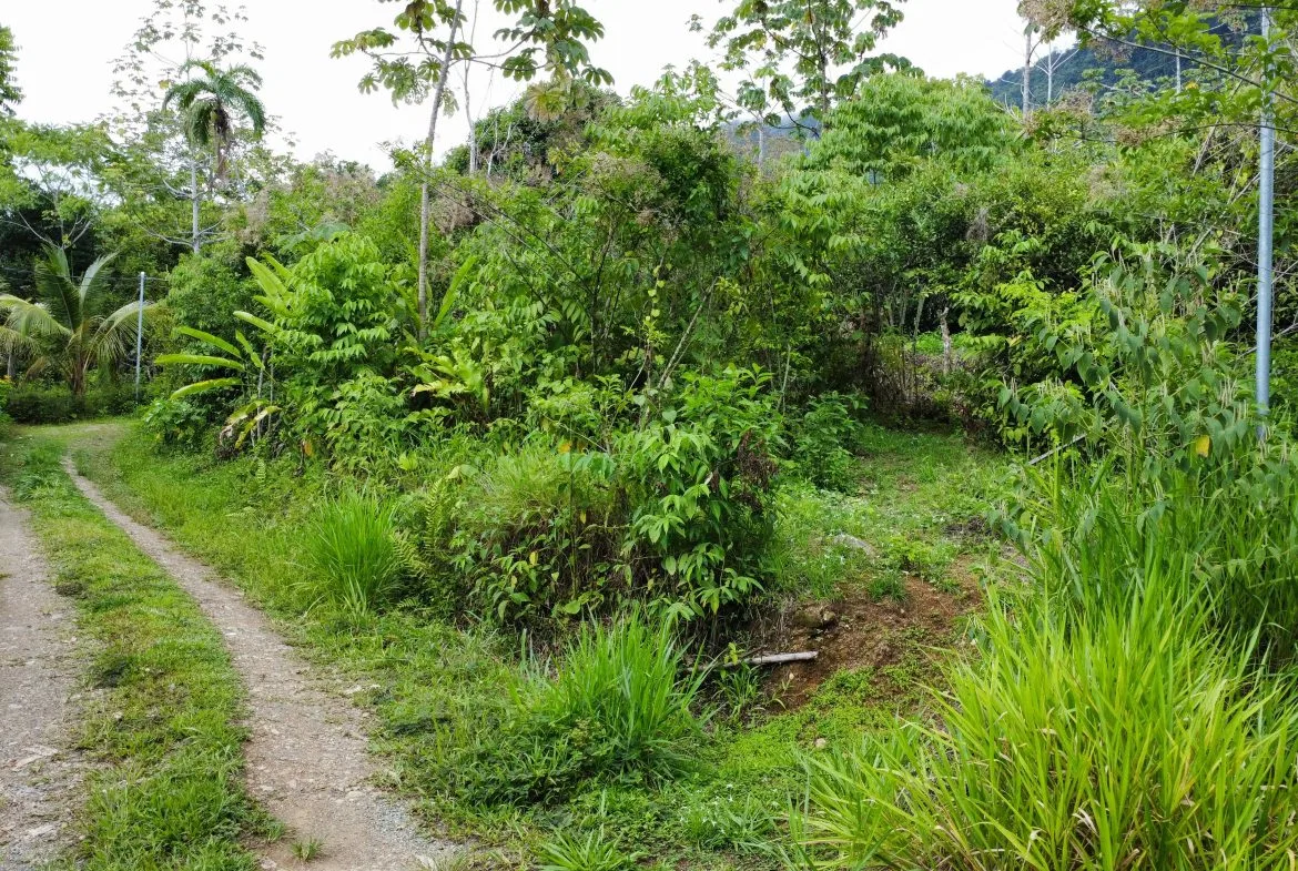 ABSOLUTELY FLAT JUNGLE LOT WITH MOUNTAIN VIEWS – DIAMANTE VALLEY – 2.48 ACRES, photo 16
