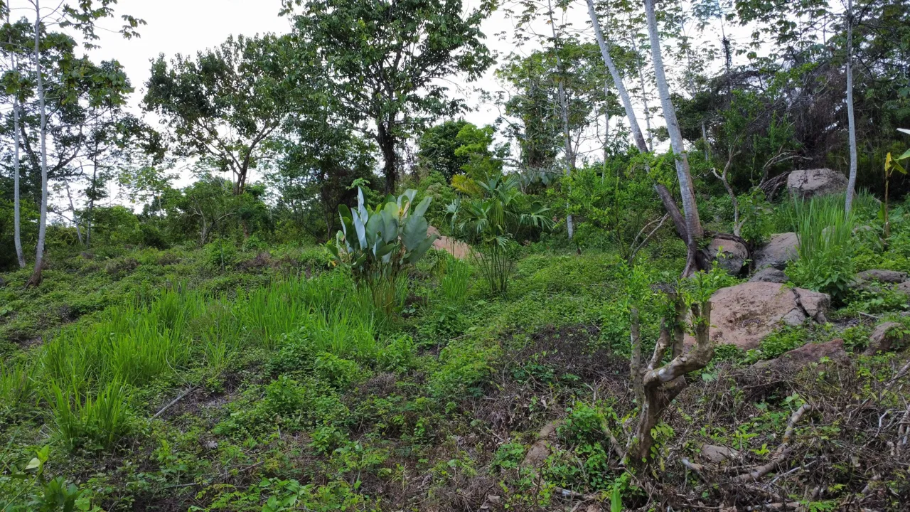 ABSOLUTELY FLAT JUNGLE LOT WITH MOUNTAIN VIEWS – DIAMANTE VALLEY – 2.48 ACRES, photo 17