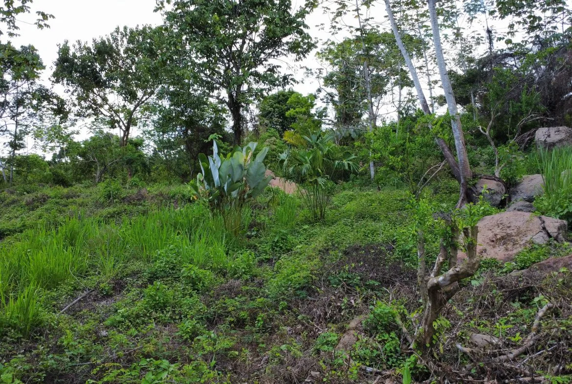 ABSOLUTELY FLAT JUNGLE LOT WITH MOUNTAIN VIEWS – DIAMANTE VALLEY – 2.48 ACRES, photo 18