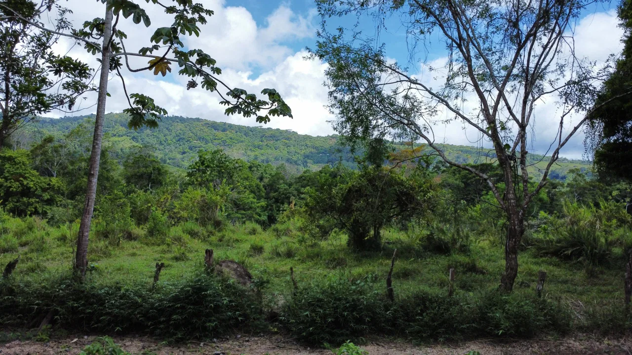 ABSOLUTELY FLAT JUNGLE LOT WITH MOUNTAIN VIEWS – DIAMANTE VALLEY – 2.48 ACRES, photo 19