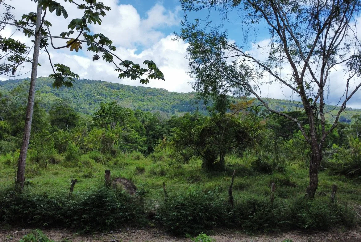 ABSOLUTELY FLAT JUNGLE LOT WITH MOUNTAIN VIEWS – DIAMANTE VALLEY – 2.48 ACRES, photo 20